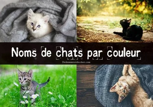 drole de nom de chat