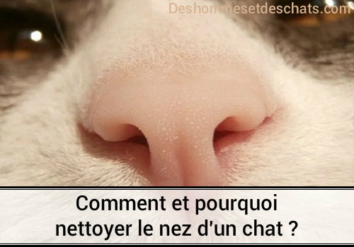 Comment Et Pourquoi Nettoyer Le Nez Du Chat Des Hommes Et Des Chats