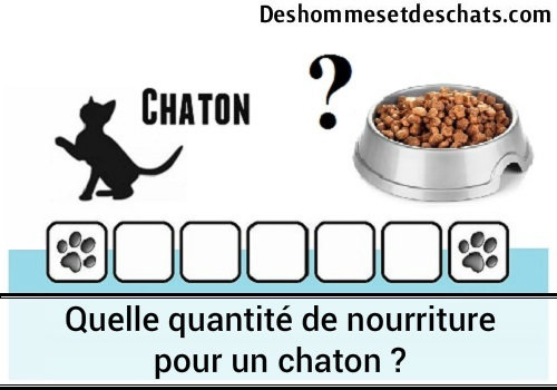 Quelle Quantite De Nourriture Pour Un Chaton Des Hommes Et Des Chats