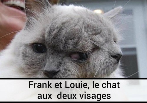 Belle Histoire Insolite Etrange Bizarre Photo Bizarre Photos Photo Chat Image Rigolote Photo Etrange Chat Moche Chat Marrant Chat Drole Chat Marrant Image Comique Bizarre Bizarre Chaton Mignon Des Hommes Et