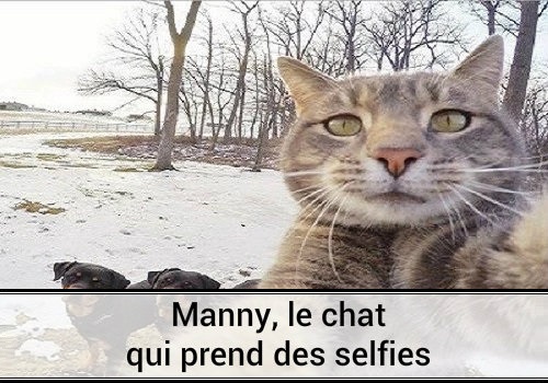 Manny Le Chat Qui Prend Des Selfies Des Hommes Et Des Chats