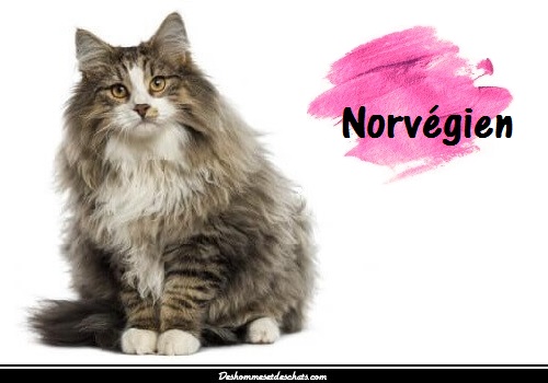 Le Chat Norvegien Des Hommes Et Des Chats