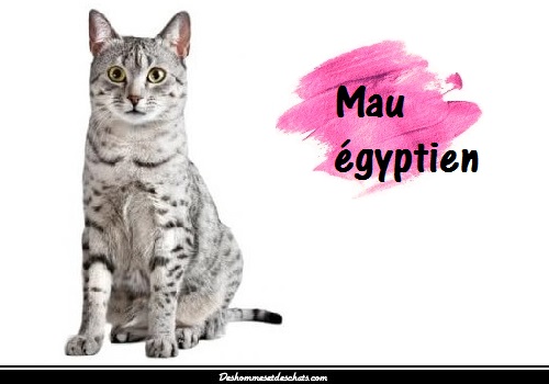 Le Mau Egyptien Ou Chat Des Pharaons Des Hommes Et Des Chats