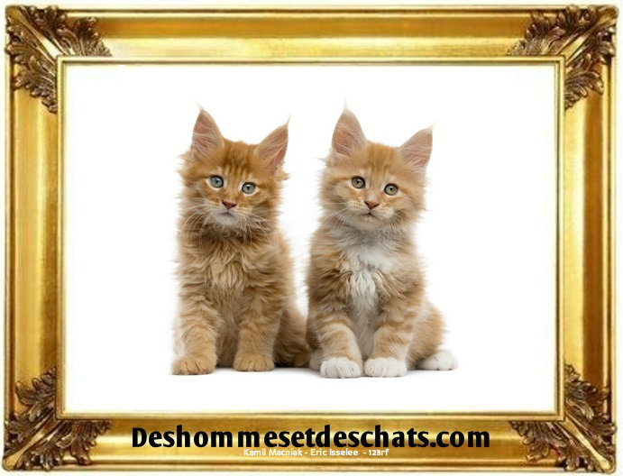 Images Chats Rigolos Chat Drole Chat Marrant Photo Chat Photo Photo Chat Rigolo Chat Maincoon Chat Menkoun Le Maine Coon Chat Mecoune Chaton Maine Coon Chaton Maine Coon Chat Maincoon Men Coon