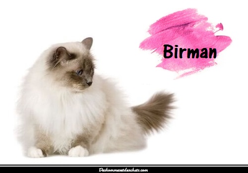 Le Sacré De Birmanie Des Hommes Et Des Chats