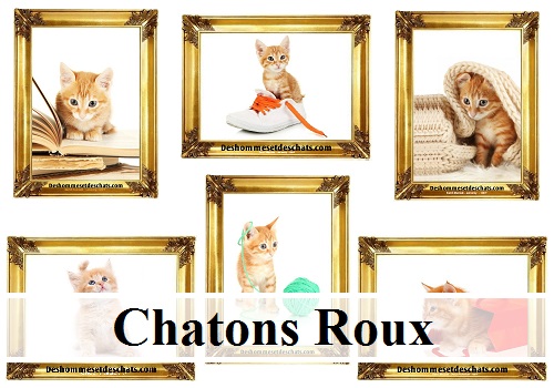 10 Images D Exception De Chatons Roux Des Hommes Et Des Chats