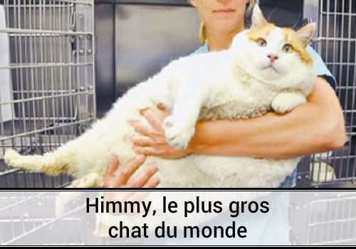 Histoire Insolite Record Himmy Le Plus Gros Chat Du Monde Chat Le Plus Gros Du Monde Chat Drole Chat Marrant Chat Rigolo Chaton Photo Chat Image Chat Image Comique Obesite Surpoids Photo