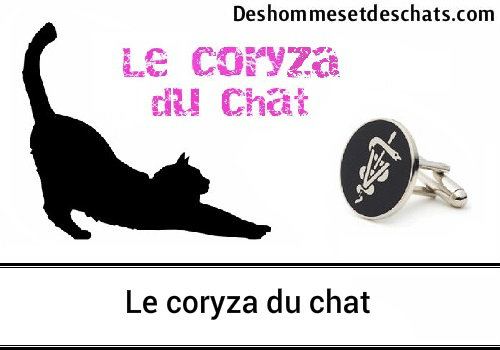 Le Coryza Du Chat Tout Ce Que Vous Devez Savoir Des Hommes Et Des Chats