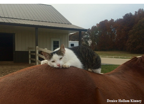 Cheval Video Marrante Chats Marrants Videos Droles Images De Chatons Image De Chaton Chat Marrant Chat Drole Chat Rigolo Images Chats Droles Image De Chat Drole Gratuit Humour Chat Chaton Drole Kevin