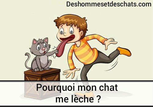 Pourquoi Mon Chat Me Leche Des Hommes Et Des Chats