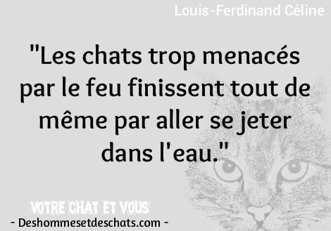 Citation Chat Citation Photo Image Citation En Image Chat Citation Chat Amour Proverbe Animaux Proverbe En Image Citation En Photo Image Le Chat Rigolo Chat Marrant Des Hommes Et Des Chats