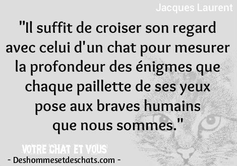 Citation Chat Proverbe Animaux Photo De Chat Drole Photos De Chats Rigolos Photo Marrante De Chat Chats Images Belles Citations En Images Photo Proverbe Photo Et Citation Des Hommes Et Des