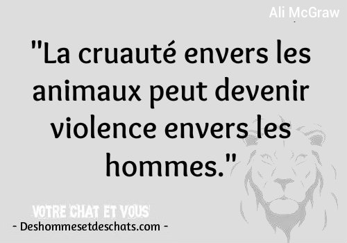 Citation Courte Animaux Photos Phrase De Vie Citation En Image Citation Photo Proverbe Photo Les Meilleurs Citations Les Meilleurs Proverbes Belle Phrase Courte Des Hommes Et Des Chats