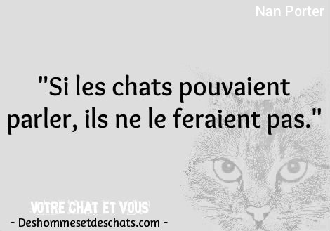 Citation Du Jour Humour Proverbe Chat Image Humoristique Photo Rigolote Image Citation En Image Phrase Belle Citation Magnifique Citation Humain Citation Chat Image Et Citation Image Citation Des Hommes Et Des