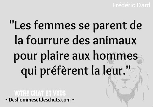 Citation Homme Proverbe Sur Les Animaux Citation Amour Animaux Dictons Et Proverbes Image Et Citation Avec Image Citation En Photo Citation Classe Des Hommes Et Des Chats