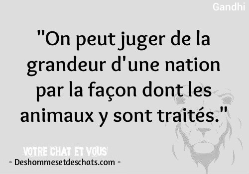 Citation Marrante Les Plus Beau Proverbes Expression D Animaux Phrase Rigolote Citation Rigolote Images Amusantes Proverbe D Amour Proverbe Sur Les Hommes Des Hommes Et Des Chats