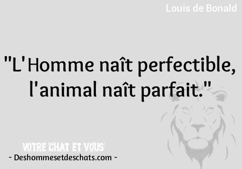 Courte Citation Moderne Citation Connue Jolie Phrase Citations Et Proverbes Citation Homme Animal Les Plus Beaux Proverbes Respect Citation Humour Photos Des Hommes Et Des Chats