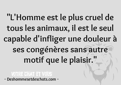 Des Belles Citations Belle Citation Proverbe Animaux Respect Citation En Image Et Citation Cool Photo Rigolote Humour Images Photos Insolites Photo Humour Des Hommes Et Des Chats