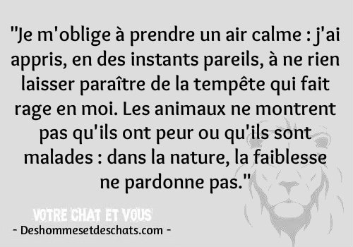 Image Animaux Photos Photo De Animaux Jolie Phrase Humour Images Photos Insolites Image Comique Phrase Rigolote Photo Humoristique Drole Photos Des Hommes Et Des Chats