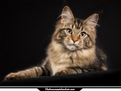 Image Chat Maine Coon Prix Chat Menkoun Prix Maine Coon Maine Coone Chaton Maine Coon Chat Photo Maine Coon Mencoune Chat Photo Chat Image Chaton Chat Image Des Hommes Et Des