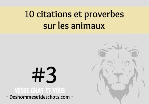 3 10 Citations Et Proverbes Sur Les Animaux Des Hommes Et Des Chats