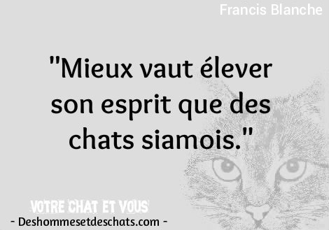 Images De Petits Chats Foto De Chat Image Citation Photo Citation Expression Avec Chat Proverbe Chat Photo De Chaton Images De Chatons Belle Photo De Chat Et Chaton Chats Images Des