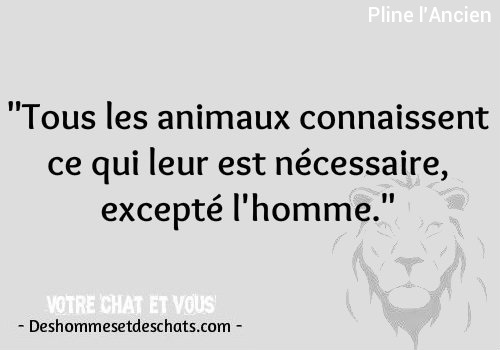 Les Meilleurs Proverbes Belle Phrase Courte Citation Positive Citation Magnifique Phrase De Vie Pensees Humoristiques Citation Drole Image Animaux Images Des Hommes Et Des Chats