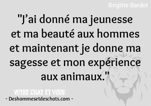 Photo Comique Drole Photos Citation Rigolote Proverbe Marrant Brigitte Bardot Pensee Du Jour Drole Expression Animaux Citation Animaux Des Hommes Et Des Chats