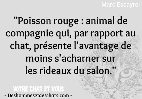 Photo De Chat Marrant Images Chats Rigolos Citation Du Jour Image Avec Citation Citation Photo Photos Citations Foto De Chat Photo Humoristique Images Marrantes Photo Comique Humour Photos Des Hommes Et