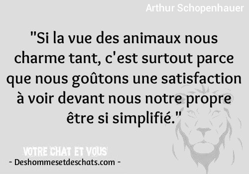 Photo Humoristique Drole Photos Phrase Humoristique Citation Comique Expression Avec Des Animaux Humour Photos Jolie Citation Belle Phrase Courte Des Hommes Et Des Chats