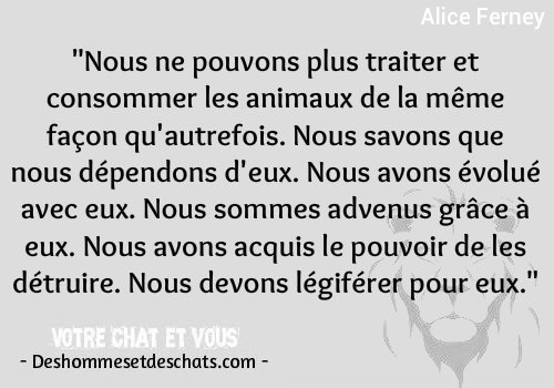 Photos Citations Photo Et Citation Rigolote Citation Fidelite Animaux Magnifique Citation Marrante Citations Animaux Les Plus Beaux Proverbes Citation Animaux Des Hommes Et Des Chats