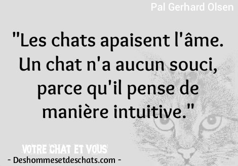 Photos Insolites Humour Images Photo Rigolote Image Rigolote Humour Photos Photo Humoristique Drole D Image Tres Drole Photo Hilarante Citation Chat Proverbe Animaux Proverbe Photo Des Hommes Et Des Chats