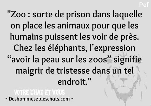 Phrase Drole L Aristote Proverbe Humoristique Expression Drole Phrase Comique Photo Hilarante Citation Amour Image Dicton Phrase Philosophique Adage Des Hommes Et Des Chats