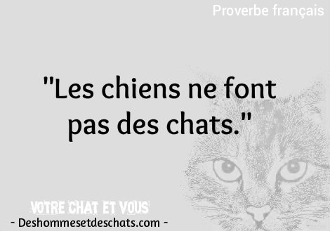 Proverbe Chat Citation Proverbe Animaux Citation Complicite Image Drole Chat Photos De Chatons Mignons Citation Rigolote Expression Avec Chat Phrase Drole Image Chat Drole Des Hommes Et Des Chats