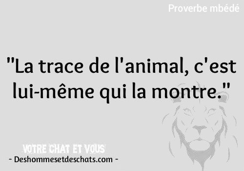 Proverbes Et Citations Citation Classe Proverbe En Image Photo Proverbe Image Tres Drole Images Amusantes Citation Du Jour Humour Les Plus Beaux Proverbes Phrase Drole Des Hommes Et Des Chats