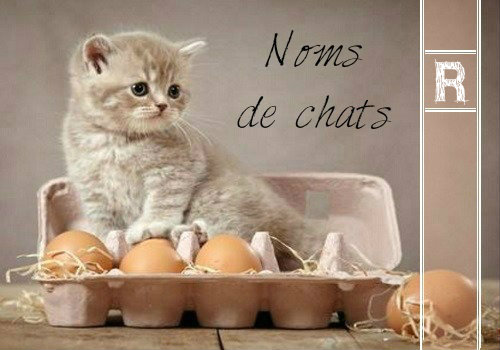 Liste Des Noms De Chats Commencant Par R Des Hommes Et Des Chats