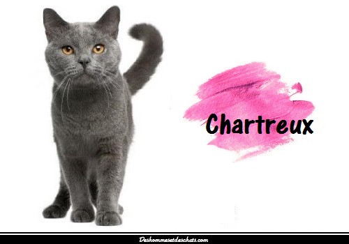 Le Chartreux Appele Chat Des Chartreux Des Hommes Et Des Chats