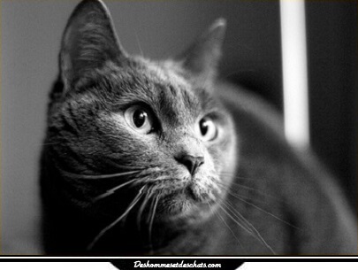 Image Chaton Chartreux Chat Chartreux Prix Chats Chartreux Chaton Chat Chartreux A Donner Prix Chat Chartreux Prix Chartreux Donne Chartreux Chat Marrant Chaton Mignon Des Hommes Et Des Chats