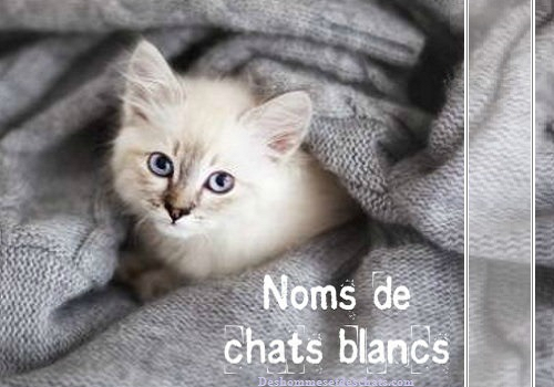 prénom chat mâle gris et blanc