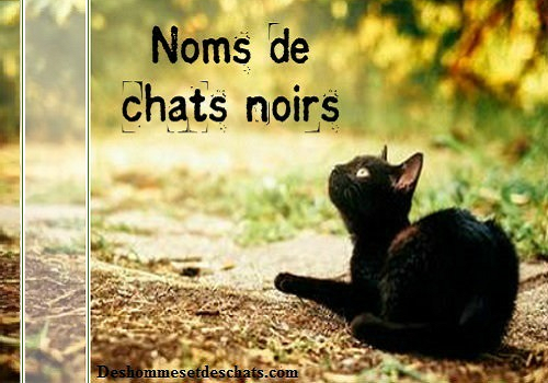 Liste Des Noms De Chats Noirs Des Hommes Et Des Chats