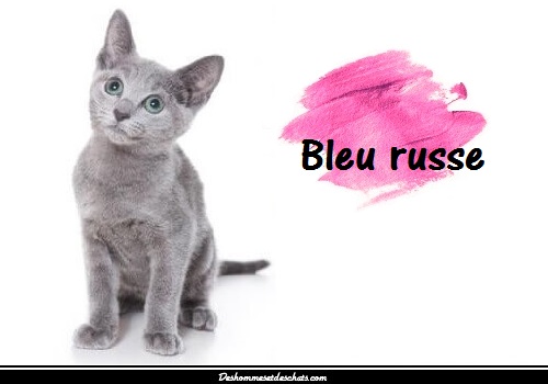 Le Chat Bleu Russe Des Hommes Et Des Chats