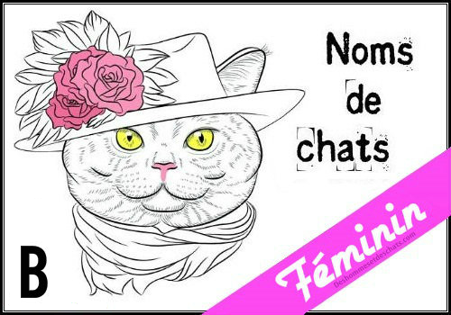 Liste Des Noms En B Pour Un Chat Femelle Des Hommes Et Des Chats