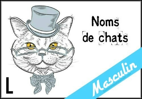 Nom Chat Male Nom De Chat Noms De Chats Nom Pour Chat Male Prenom Chat Rigolo Nom De Chat Marrant Nom Chat Rigolo Prenom Chat Image Chat Photo Chat Phot De Chat