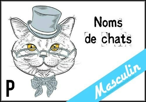 Liste Des Noms En P Pour Un Chat Male Des Hommes Et Des Chats