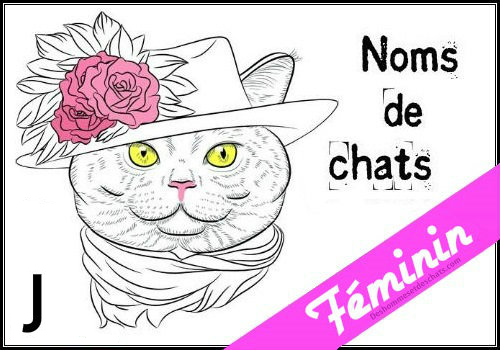 Liste Des Noms En J Pour Un Chat Femelle Des Hommes Et Des Chats