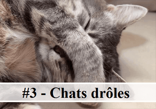#3 - 10 photos de chats drôles | Des hommes et des chats