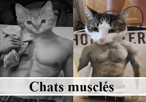 Chat Rigolo Image Drole De Chat Marrant Photos De Chats Rigolos Photo D Animaux Chat Drole Chat Comique Image De Chaton Mignon Images De Chatons Photo De Chat Et Chaton Des Hommes Et Des Chats