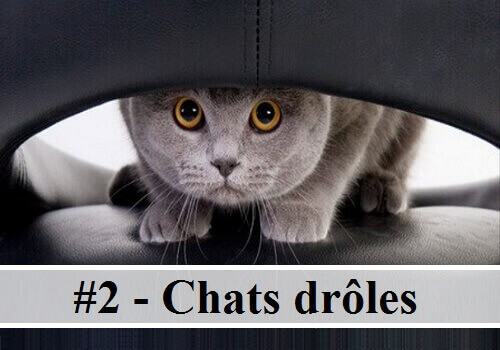 Image Chat Drole Chat Comique Chat Rigolo Drole De Chat Chaton Rigolo Les Chat Rigolo Les Chats Rigolos Images Chats Rigolos Chaton Drole Chaton Marrant Des Hommes Et Des Chats