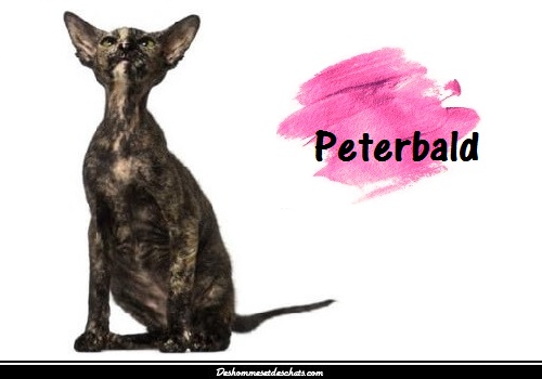 Peterbald Chat Russe Chat Tout Nu Sphynx Animal Race Chat Sans Poil Bebe Sphynx Chat Sphynx Caractere Chaton Sans Poil Image Chat Sphynx Noir Race De Chat Sans Poil Race Sphynx