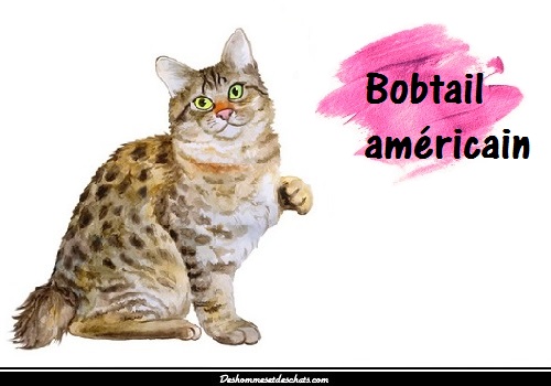 Chat Bobtail Americain Bobtail Prix Bobtail Chat American Bobtail Chat Queue Courte Photo Bobtail Chat De Race Sorte De Chat Races Image De Chat Mignon Race Chat Des Hommes Et Des